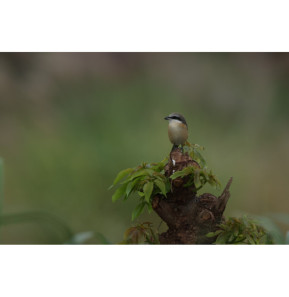 Canon RF 800mm F5.6 L IS USM MILC Objectif super téléobjectif Noir, Blanc (5055C005)
