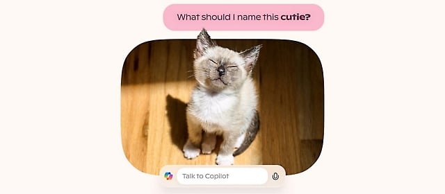 Image d&rsquo;un chaton avec une question et une invite de recherche Copilot