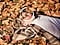 Image of a little boy laying on the ground covered in fall leaves. Several differents points are detected, including the boy's face, hair, clothes and leaves, and then upscaled to 4K resolution, along with the rest of the image. The result is a much sharper image where subtle details are visible.