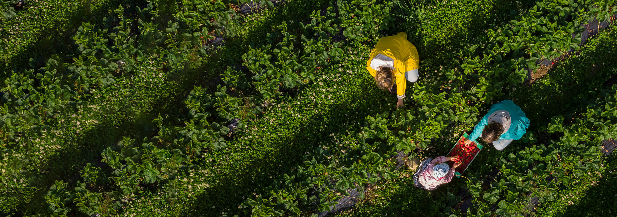 Quelques personnes dans le jardin pour pr&eacute;senter la durabilit&eacute; verte