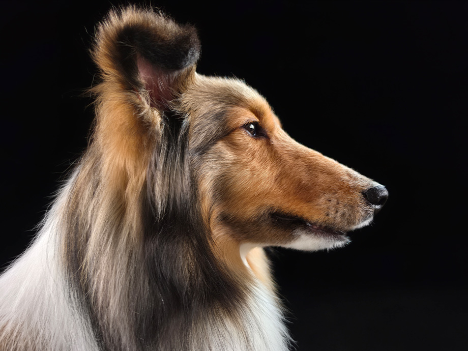 Un portrait de chien a été photographié avec la caméra 200&nbsp;MP du Galaxy S26 Ultra. La texture et les détails restent fidèles à la réalité.