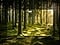 Une scène de forêt verte est mise en évidence sous la forme d’un téléviseur et optimisée en HDR pour obtenir une image aux couleurs, détails et clarté améliorés.