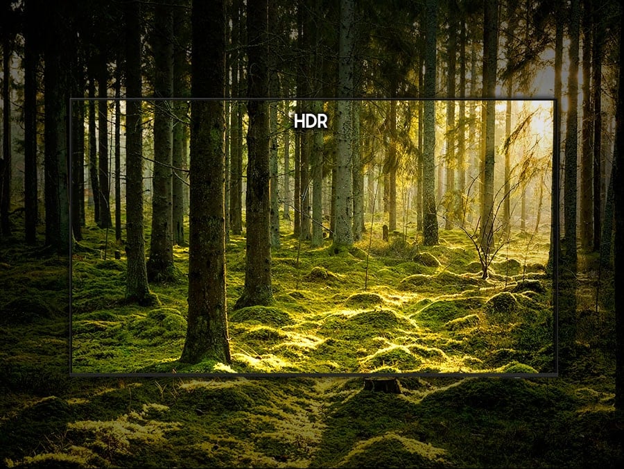 Une scène de forêt verte est mise en évidence sous la forme d’un téléviseur et optimisée en HDR pour obtenir une image aux couleurs, détails et clarté améliorés.
