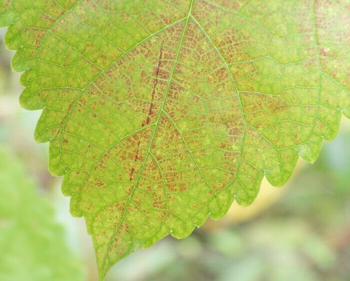 macro-mode.jpg